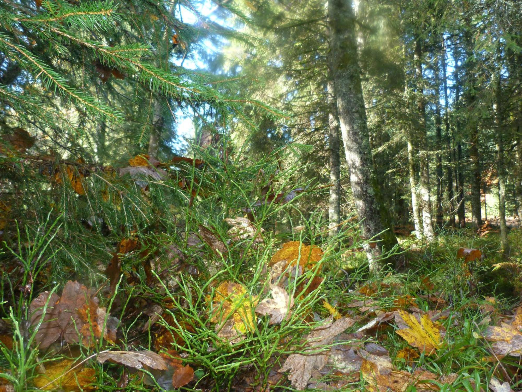 Domaine Des Hauts Viaux Ла Брес Екстериор снимка